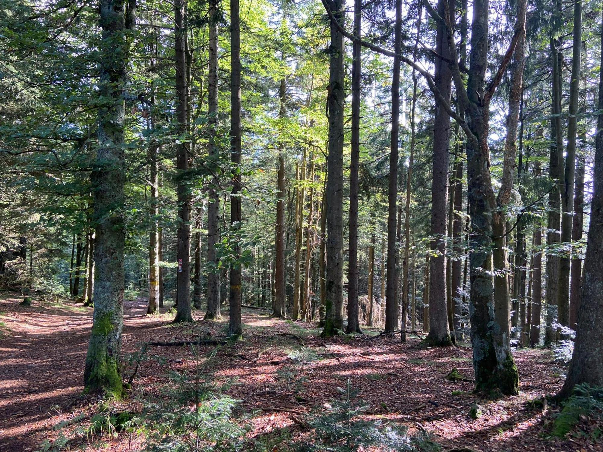 Landgasthof Brandtner Wirt Langdorf  Exterior foto